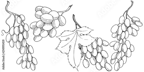 Grape healthy food in a vector style isolated. Full name of the fruit: grape. Vector wild fruit for background, texture, wrapper pattern or menu.