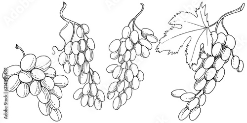 Grape healthy food in a vector style isolated. Full name of the fruit: grape. Vector wild fruit for background, texture, wrapper pattern or menu.