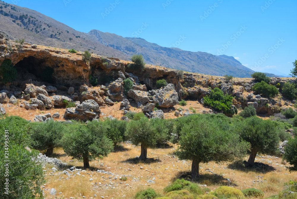 Olive trees at the foot of the mountains in Crete