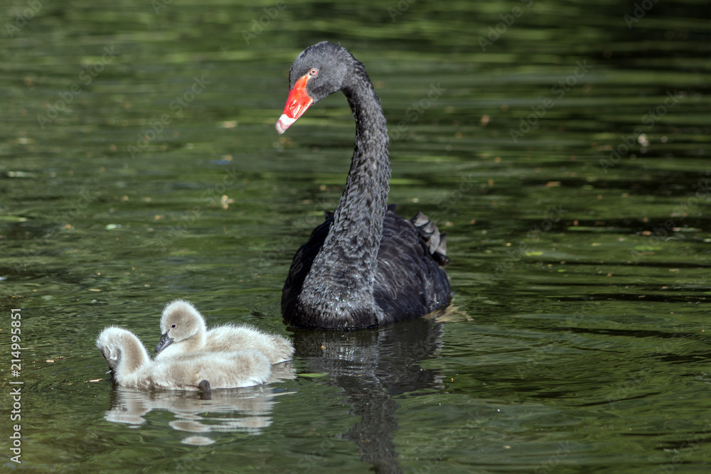 Obraz premium A black swan with his two little ones in the pond. (Cygnus atratus)
