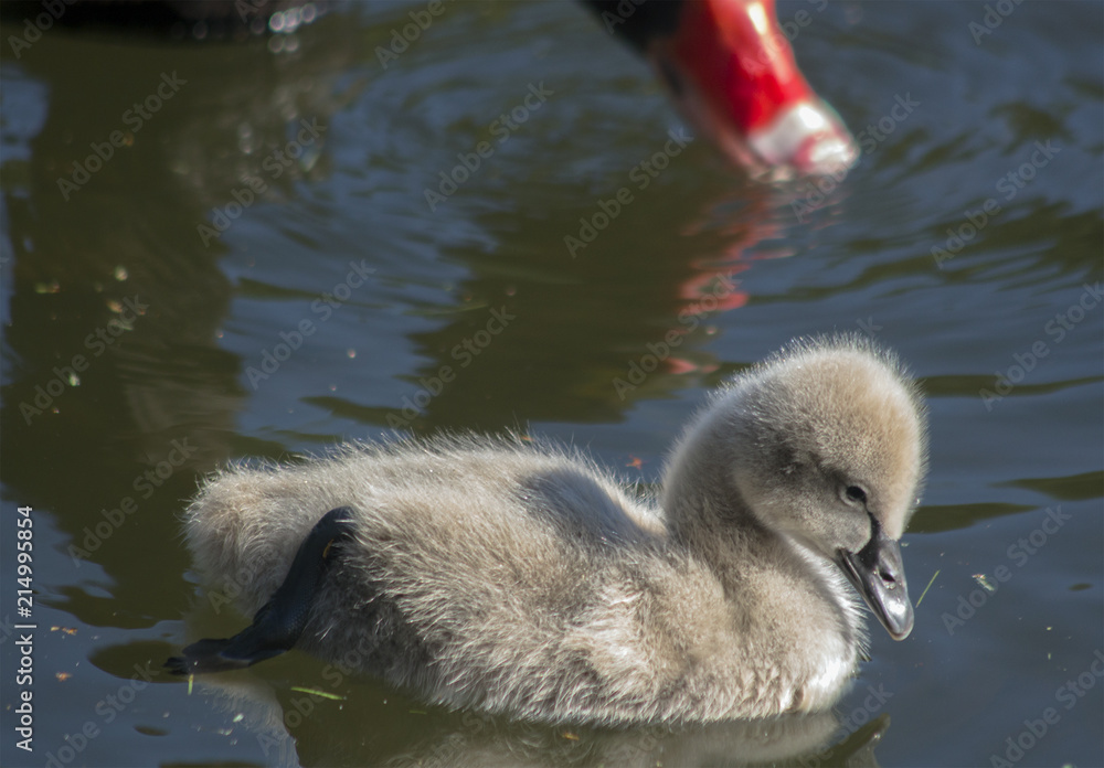 Baby swan in the lake. Against the background of a parent red beak.