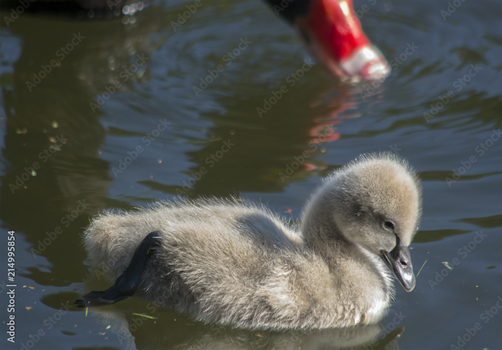 Baby swan in the lake. Against the background of a parent red beak. Baby swan in the lake. Against the background of a parent red beak.