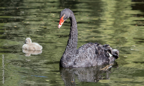 A black swan with his little one in the pond.