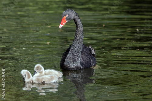 A black swan with his two little ones in the pond. (Cygnus atratus)