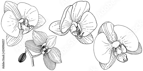 Orchid flower in a vector style isolated. Full name of the plant: orchid. Vector flower for background, texture, wrapper pattern, frame or border.