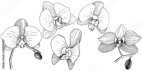 Orchid flower in a vector style isolated. Full name of the plant: orchid. Vector flower for background, texture, wrapper pattern, frame or border.