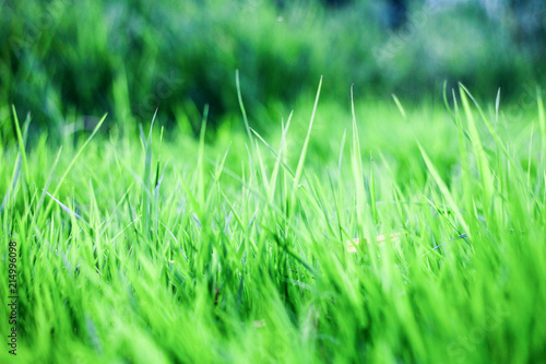 green grass background,the sun shines through the grass, texture of grass