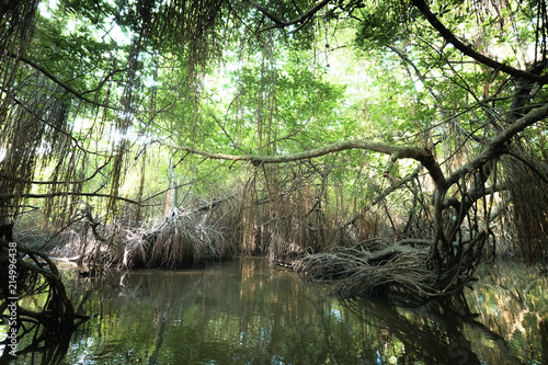 Mysterious landscape and surreal beauty of jungles. Sri Lanka