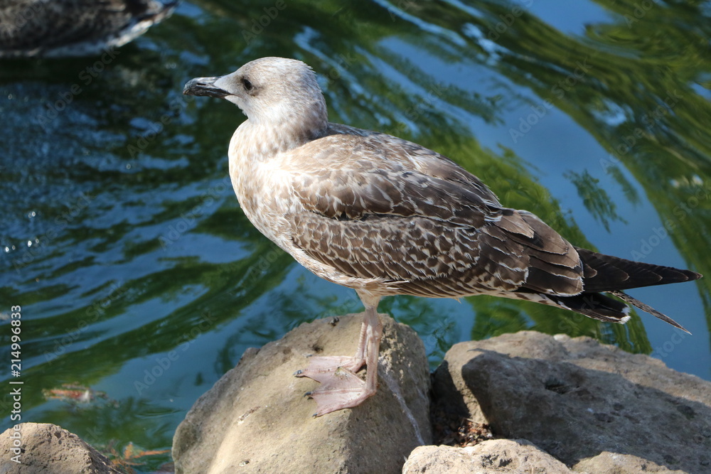 Seagall female in Park Villa Borghese in Rome, Italy Seagall female in Park Villa Borghese in Rome, Italy