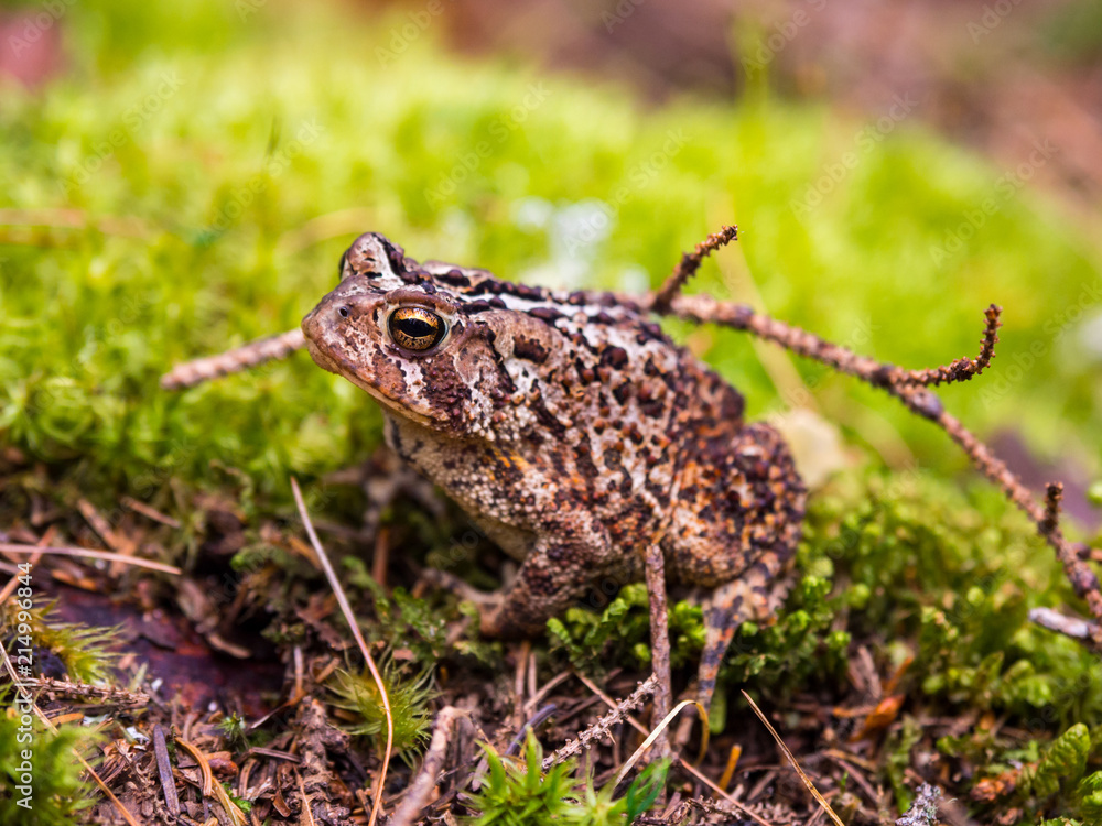 Obraz premium Toad on Green Mossy Ground, Close Up