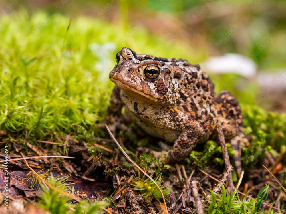 Toad on Green Mossy Ground, Close Up Toad on Green Mossy Ground, Close Up