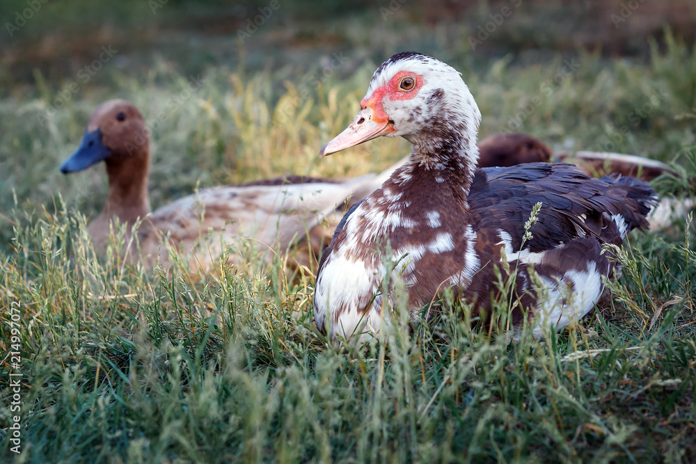 Beautiful musky duck lie on the grass Beautiful musky duck lie on the grass