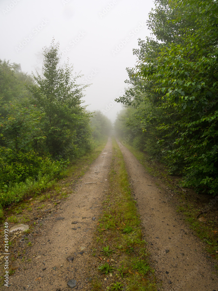Foggy Dirt Road Though Green Forest
