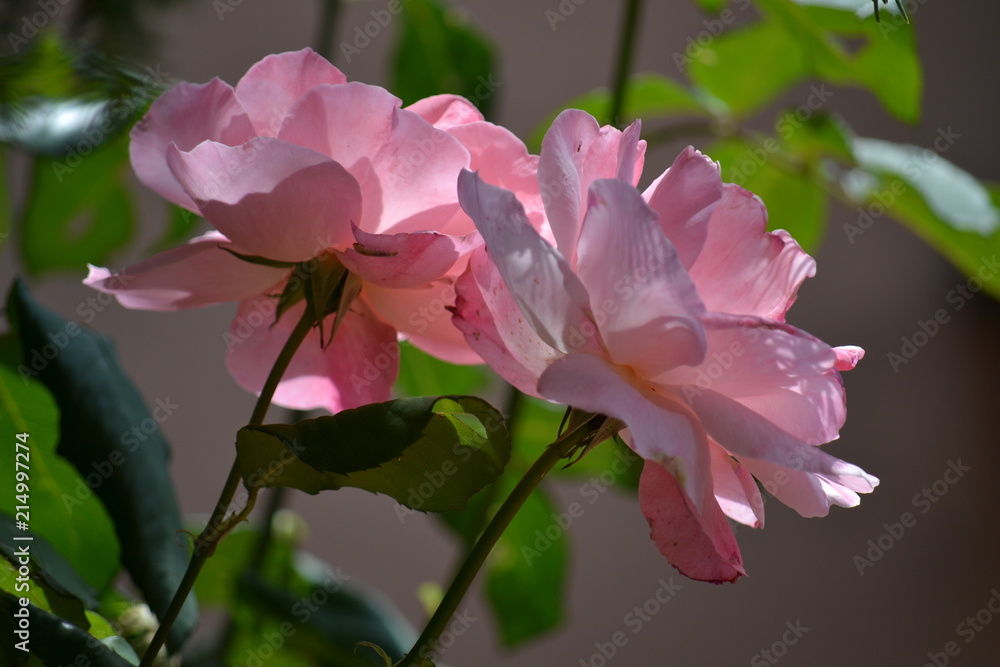 Obraz premium Rose rosa