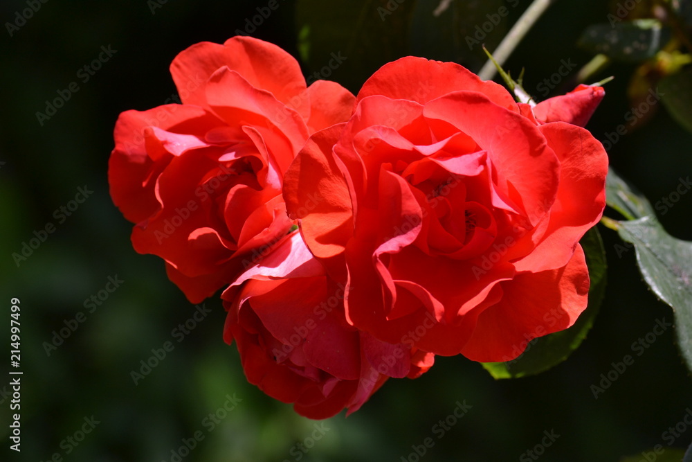 Rose rosse Rose rosse