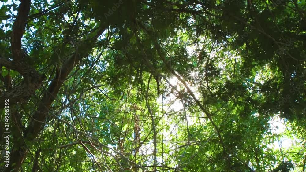 This is a slow motion shot of green jungle forest tree leafs and sunlight rays coming through them.
Willemstad, Curacao This is a slow motion shot of green jungle forest tree leafs and sunlight rays coming through them.
Willemstad, Curacao