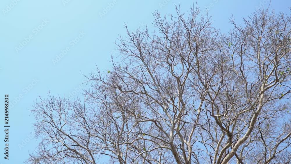 Bodhi tree in fall season, with blue sky and some wind. empty branches, leaves almost gone. Bodhi tree in fall season, with blue sky and some wind. empty branches, leaves almost gone.