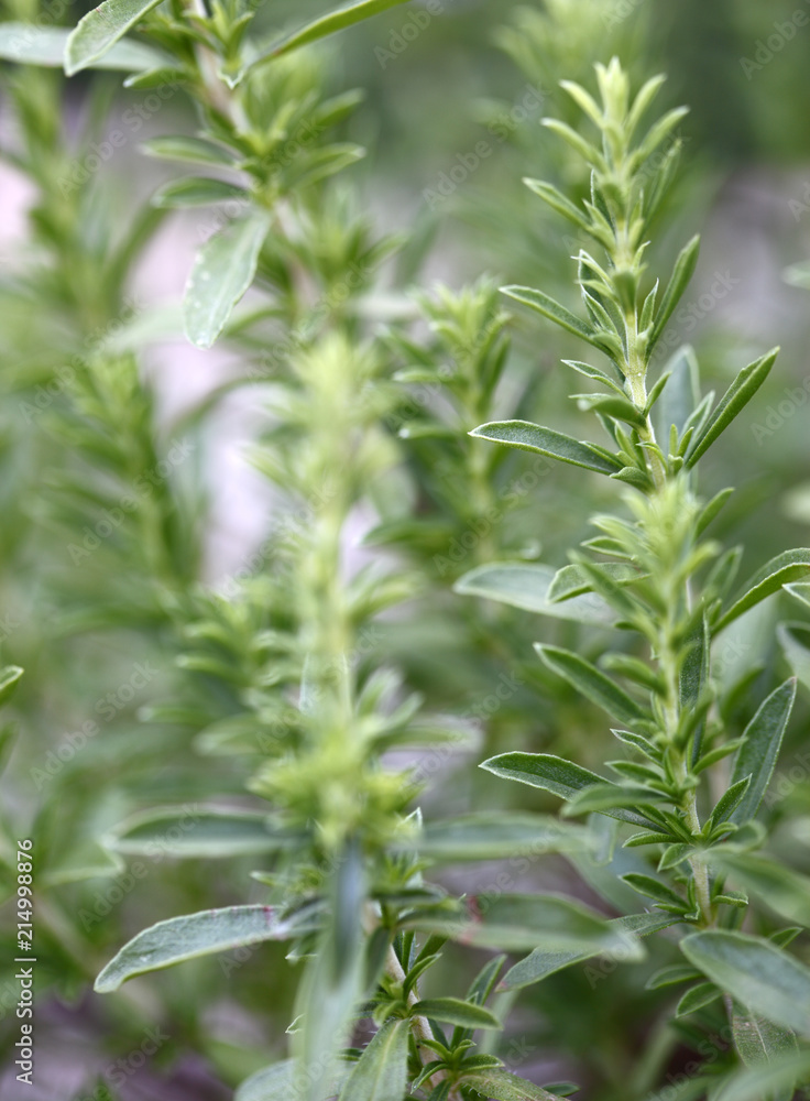 Summer savory in the garden Summer savory in the garden