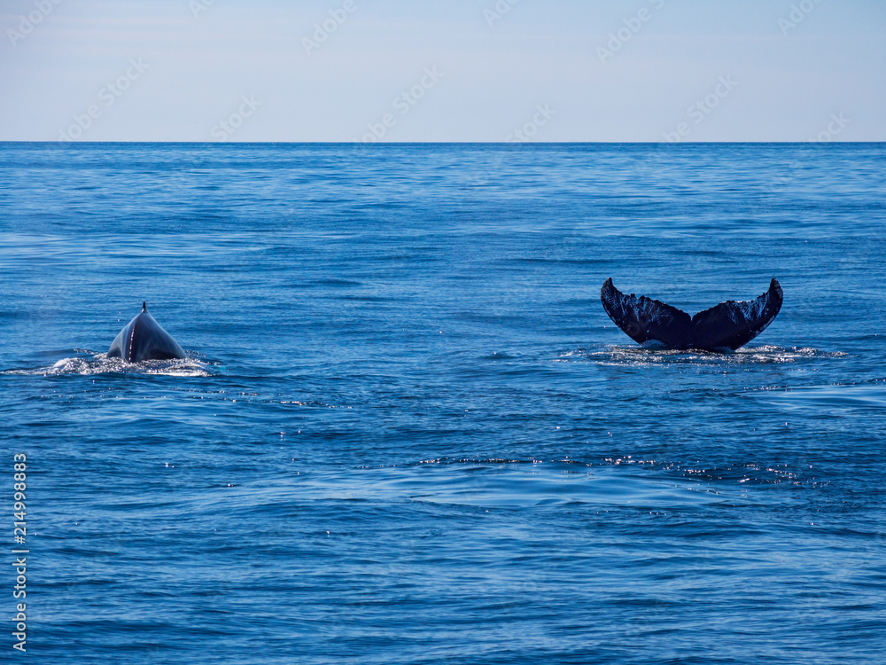 Fototapeta premium Pair of Humpback Whale Breaching in Ocean