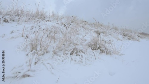 Stady shot about reeds on winter photo