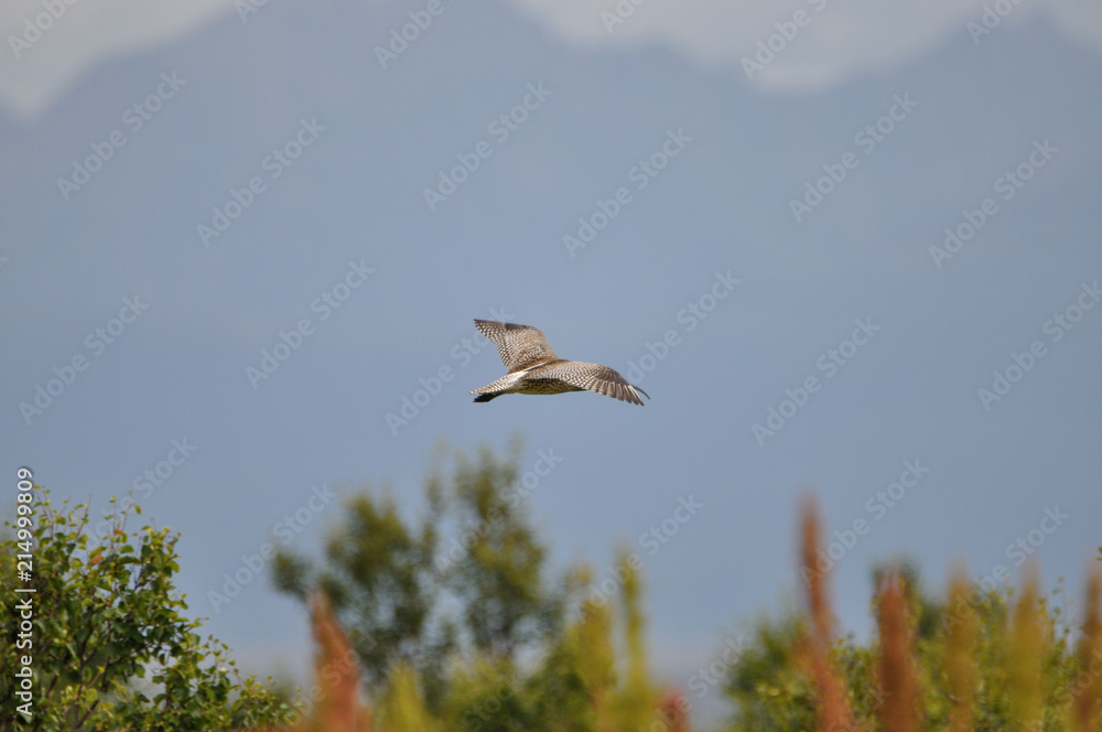Obraz premium Brachvogel
