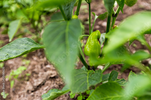 Green pepper in the garden