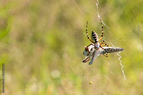 Foto Nephila Spider eating  locus