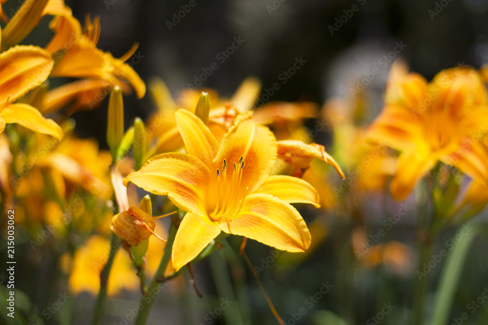 Beautiful Flowers Growing And Blooming In A City Park's Flower Garden. Beautiful Flowers Growing And Blooming In A City Park's Flower Garden.