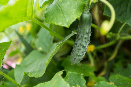 Cucumber growing in garden