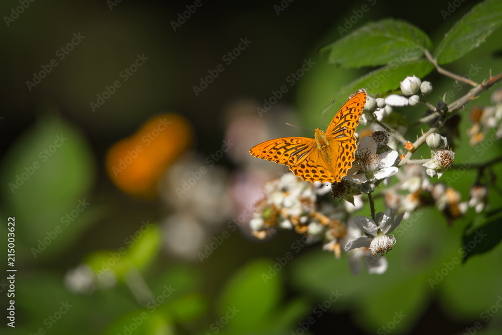 Obraz premium borboleta
