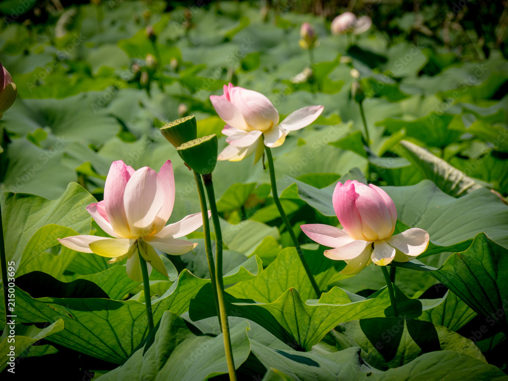 Aquatic plant Nelumbo Adans with lotus flowers Aquatic plant Nelumbo Adans with lotus flowers