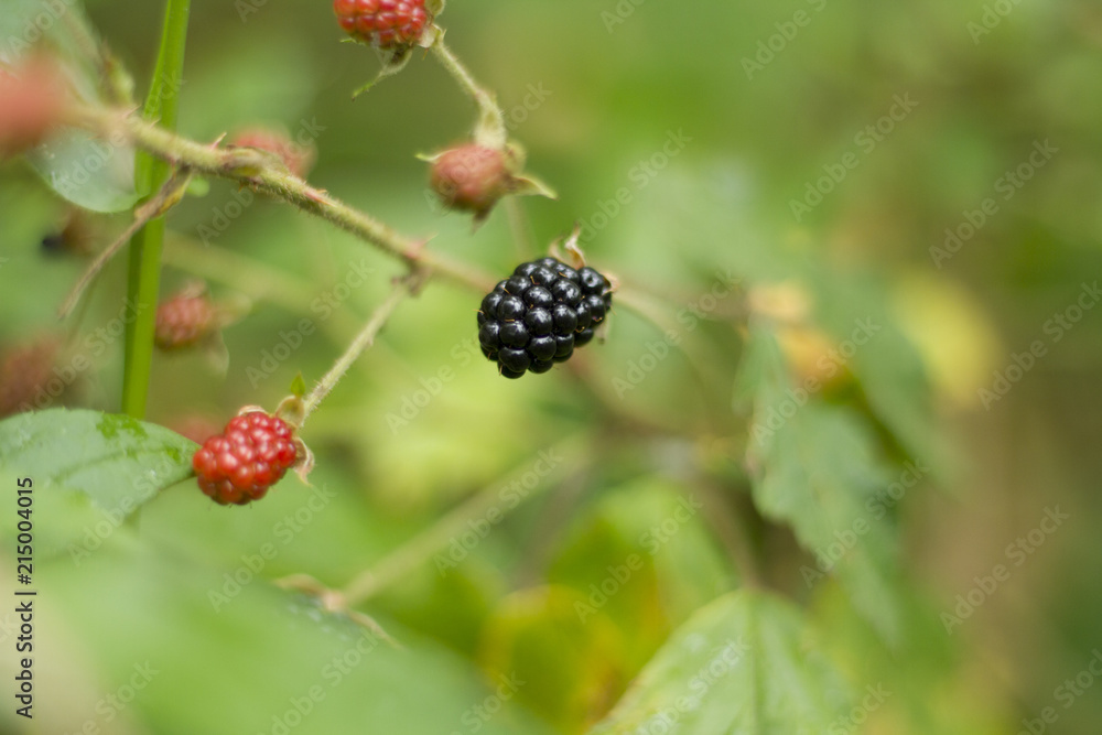 Blackberries, Wild All Natural Black Berries. Mother Natures Candy Blackberries, Wild All Natural Black Berries. Mother Natures Candy