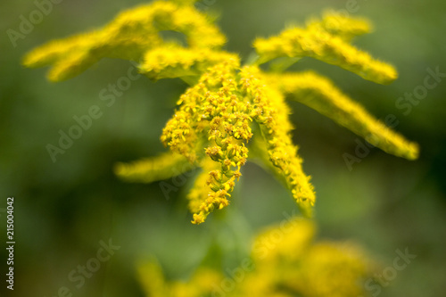 Wild Flowers  Beautiful All Natural Wild Growing Flowers