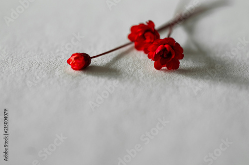 Dried Red flowers on paper or craft flowers. book and dry tiny flowers. Sweet holiday background