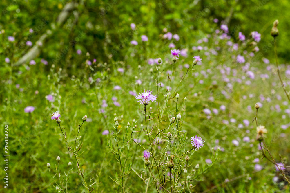 Wild Flowers, Beautiful All Natural Wild Growing Flowers
