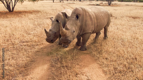 Two rhinoceros close together in an angle view, crossing a sand track in the African Savannah, with tires marks on the road