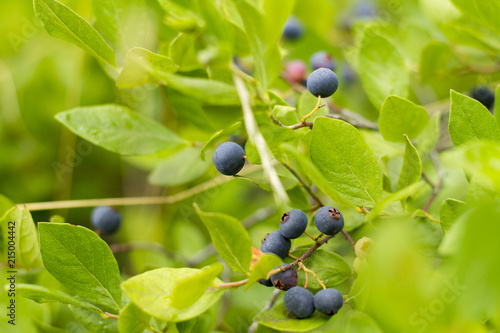 Blueberries, Wild Naturally Growing Blueberries, Mother Natures Candy