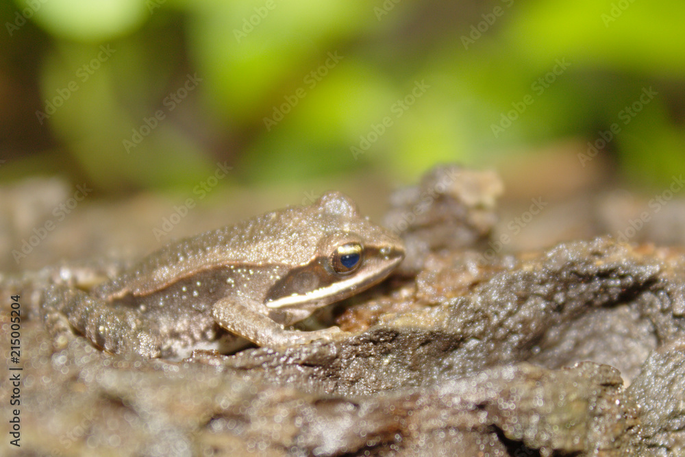 Macro Close Up of a Wood Frog with Soft Focus Brown Log Green Forest Natural Camouflage Background