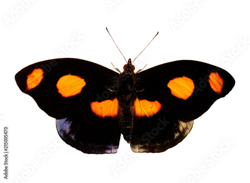 A butterfly opened its black wings with bright orange spots. Its is a male Grecian shoemaker, blue-frosted banner, or stoplight Catone butterfly, Catonephele numilia. Isolated on white background. photo