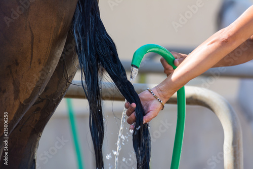 Close Up of Cleaning of Ponytail With a Rubber Hose at the Riding School on Blur Background