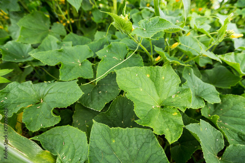Organic cucumber plant leaves