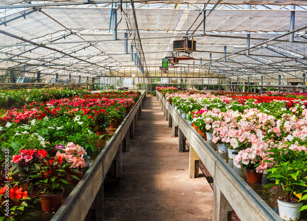colorful rows of pots of flowers for sale at the greenhouse