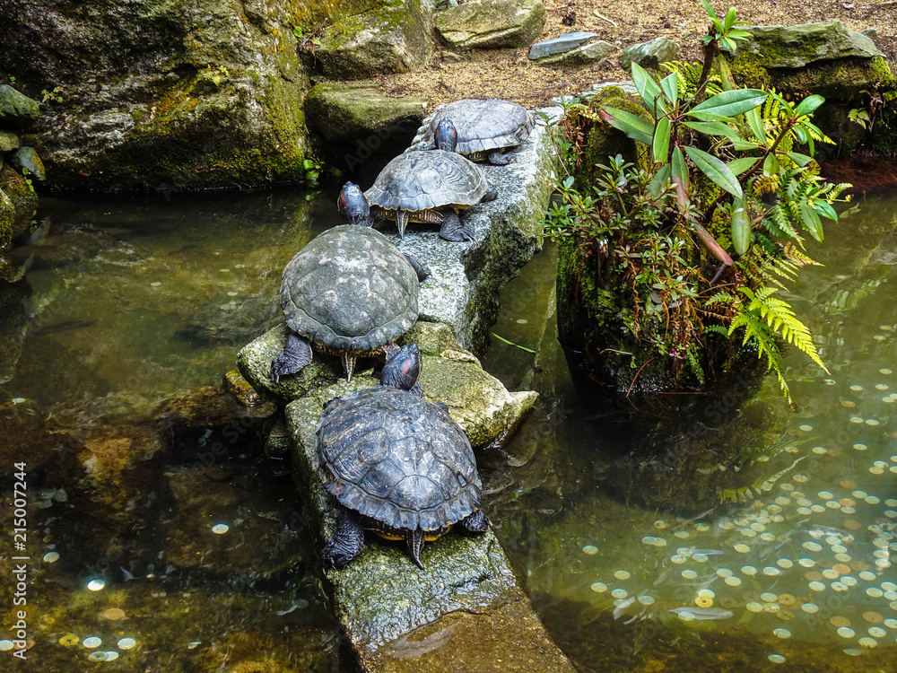 Turtles' Basking at Japanese Shrine Turtles' Basking at Japanese Shrine