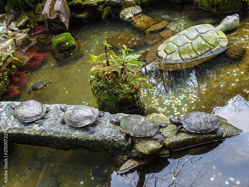 Turtles' Basking at Japanese Shrine 