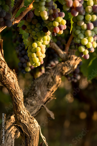 Close Up of Grapes in August Before the Grape Harvest