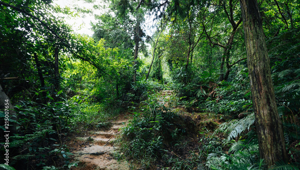 Fototapeta premium view of tropical asian jungle after rain in summer