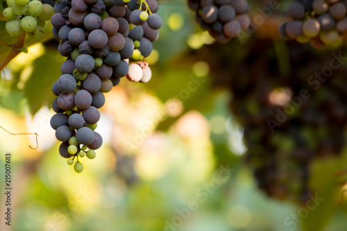 Close Up of Grapes in August Before the Grape Harvest