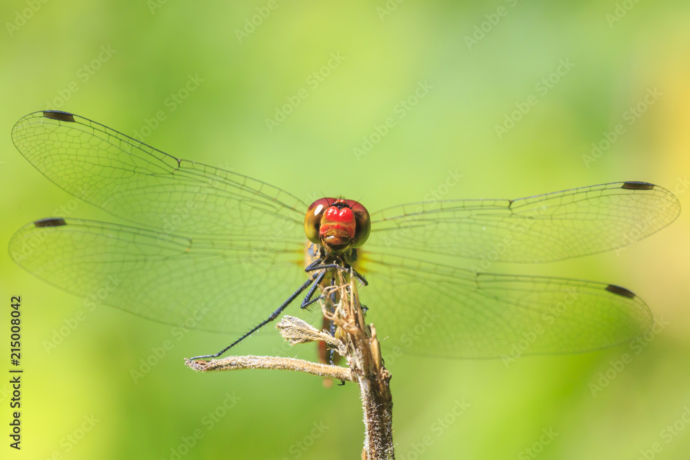Closeup of a male red colored Ruddy darter (Sympetrum sanguineum) resting in sunlight in a meadow Closeup of a male red colored Ruddy darter (Sympetrum sanguineum) resting in sunlight in a meadow