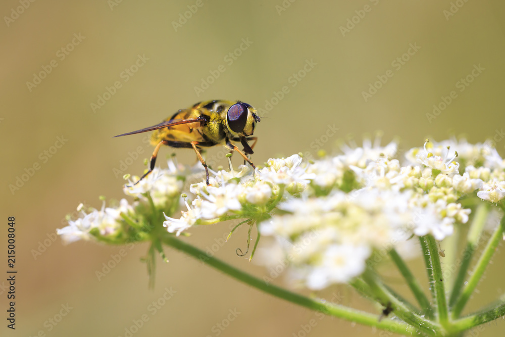 Myathropa florea hoverfly pollinating on the white flowers Myathropa florea hoverfly pollinating on the white flowers