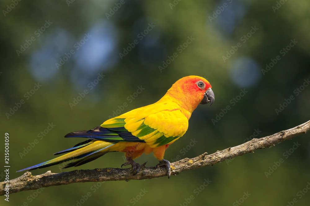 Closeup of sun parakeet or sun conure Aratinga solstitialis, bird.